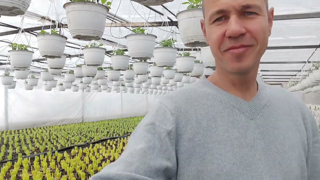 Ghidul începătorului în cultura florilor Partea 1. -www.florighiveci.ro