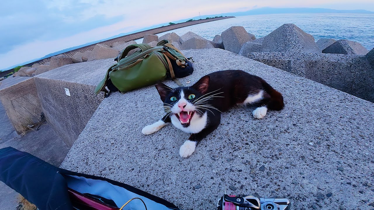 Cute Stray Cat Won't Leave Fisherman Alone and Let Him Leave! #straycat #catlovers #catvideos