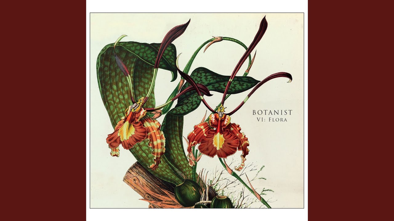 Cinnamomum Parthenoxylon