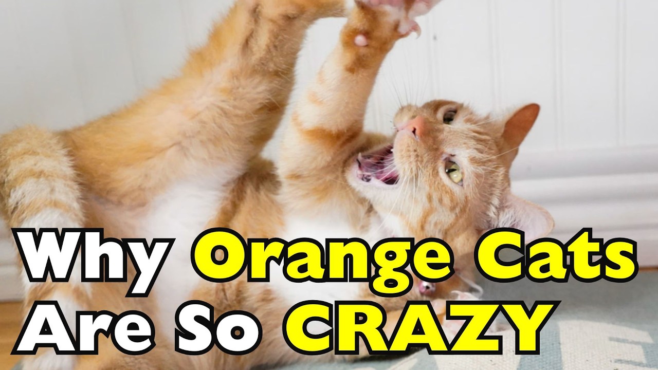 Why Are Orange Cats Often So Energetic? [ID0910]