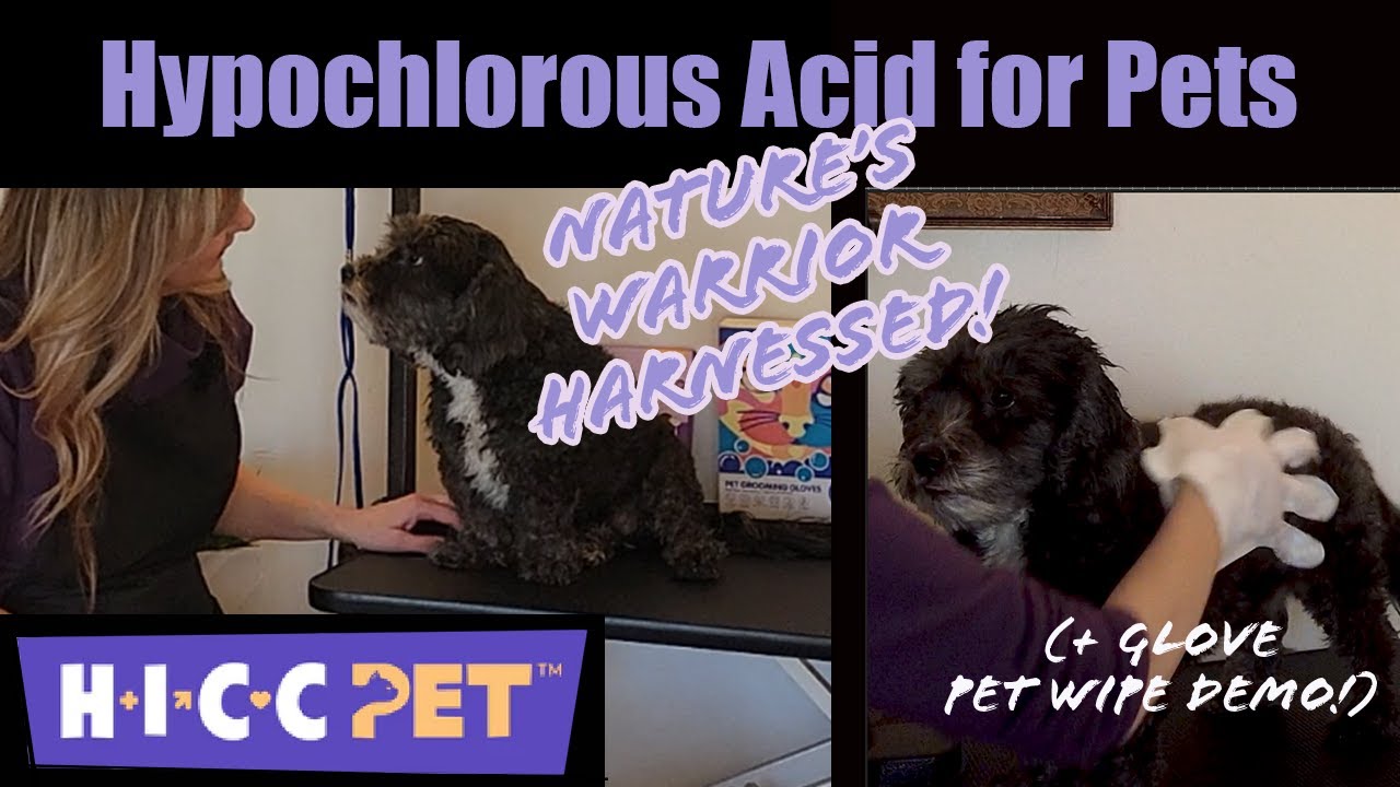 Hypochlorous Acid for Pet Wellness - Discussion & Demo with HICCPet HOCl Pet Wipe Gloves