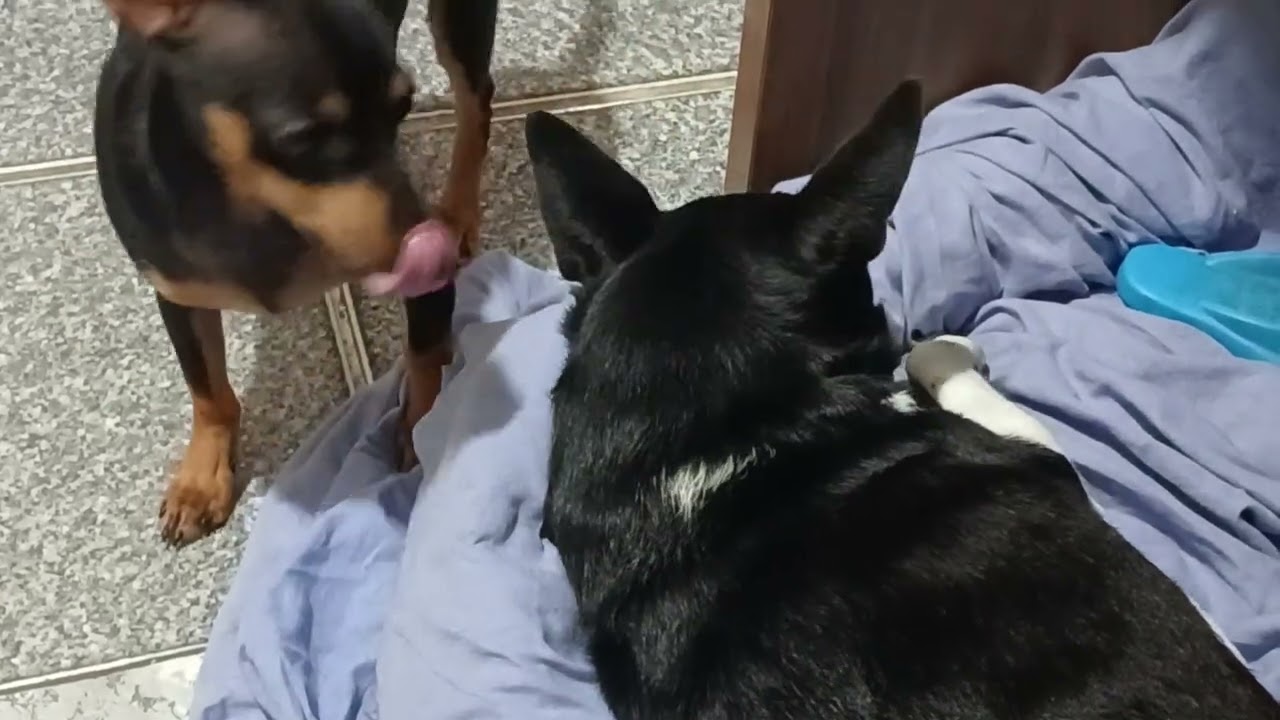 Ahh vamos brincar, vamos! De preferência mordendo lençol da caminha, claro.