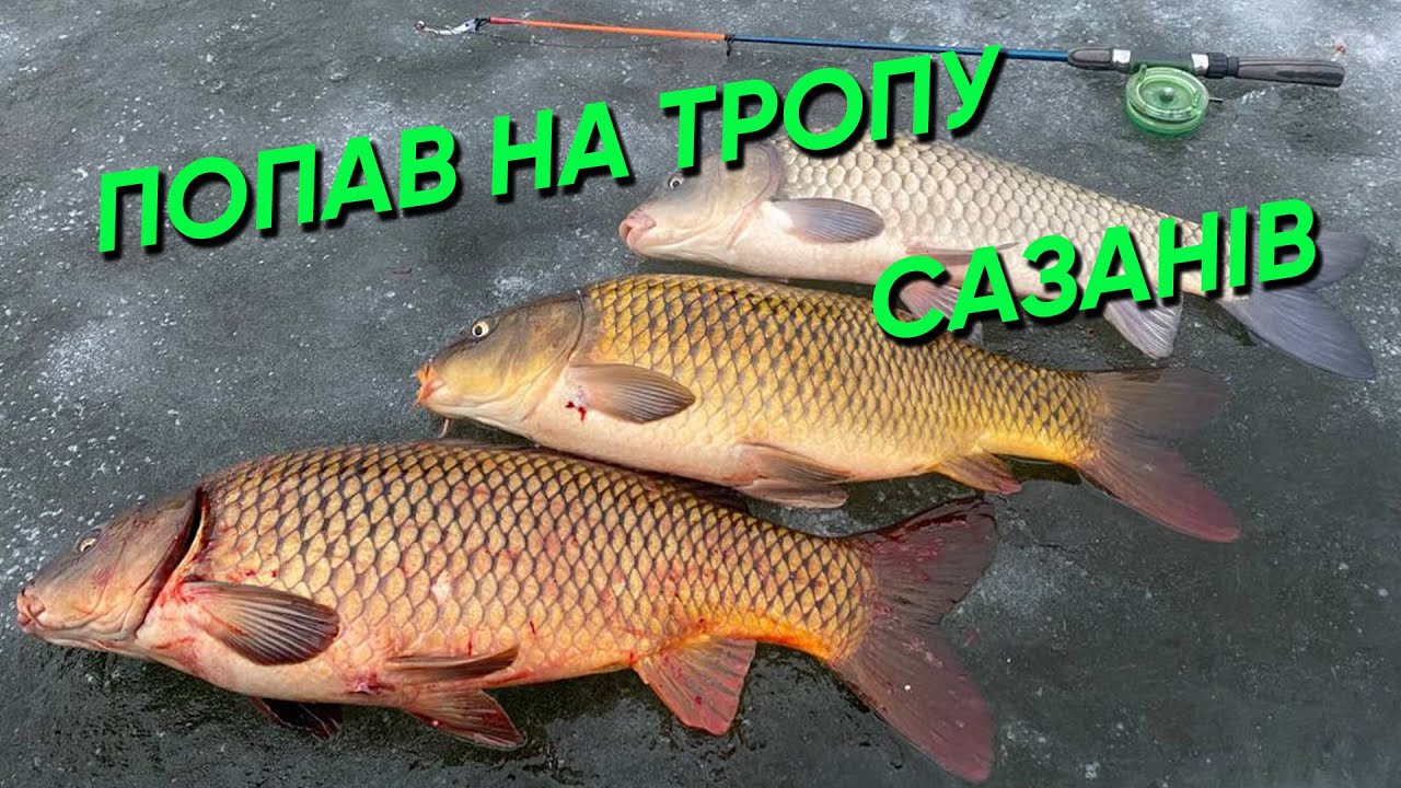 САЗАНИ на БОКОВИЙ КИВОК! РИБАЛКА-МРІЯ! ОСТАНІЙ ЛІД✅ПЛЮС 12 а САЗАНИ РОЗРИВАЮТЬ!