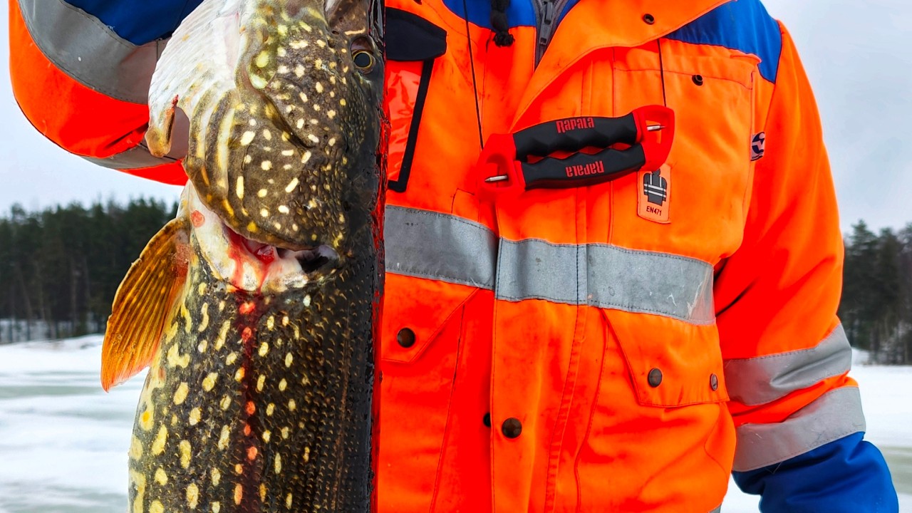 ISO HAUKI MORRILLA | PIEN-SAIMAA