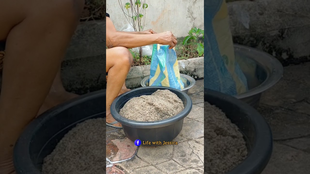 Как приготовить пальмоядровое и кокосовое масло дома с нуля до готового продукта.. 😉
