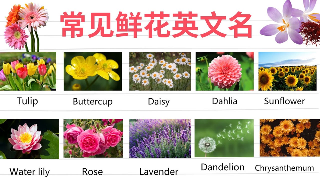 不可错过的常见鲜花英文名单 - 英文单词学习 - 英文 学习123