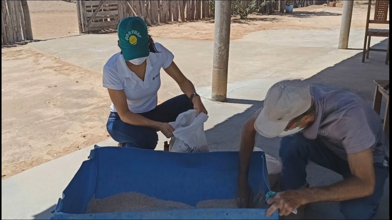 MISTURA DE SAL PROTEINADO  DE QUALIDADE PARA O GADO.