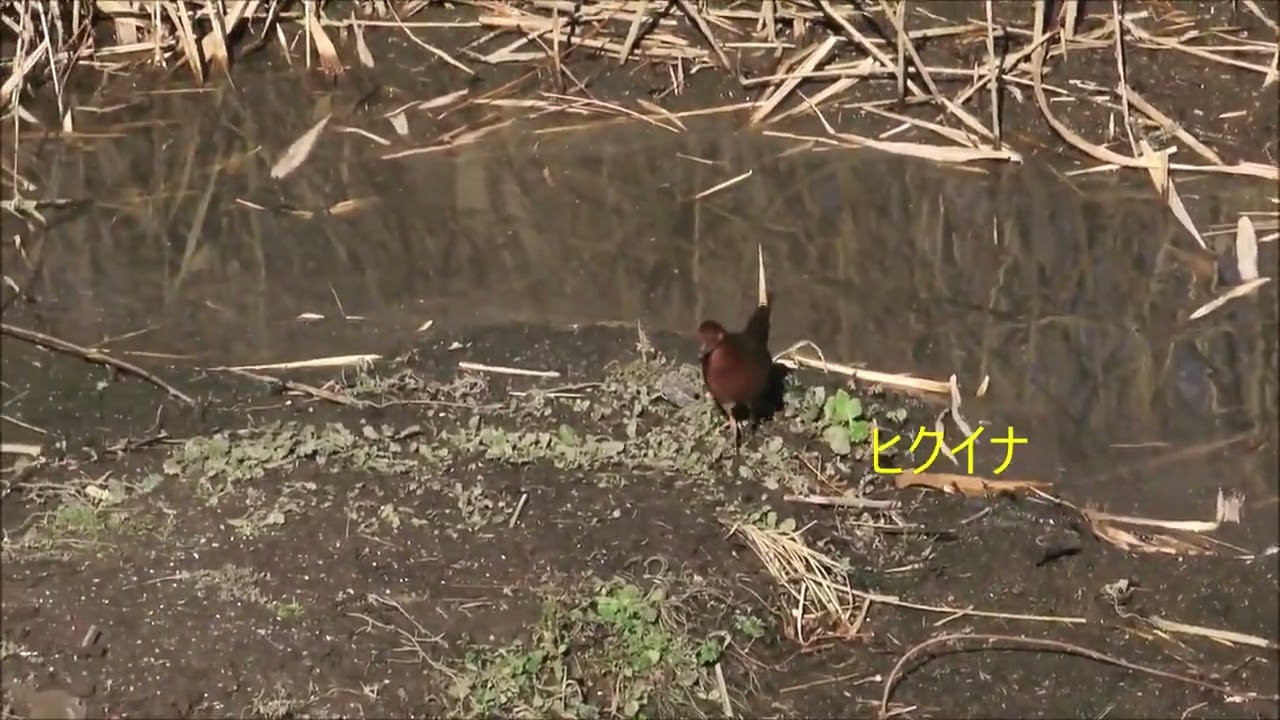 クイナ　ヒクイナ　バン