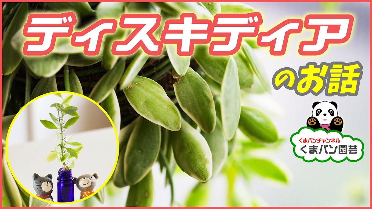 お部屋で育てるディスキディアのお話・飾り方アレンジ【くまパン園芸】