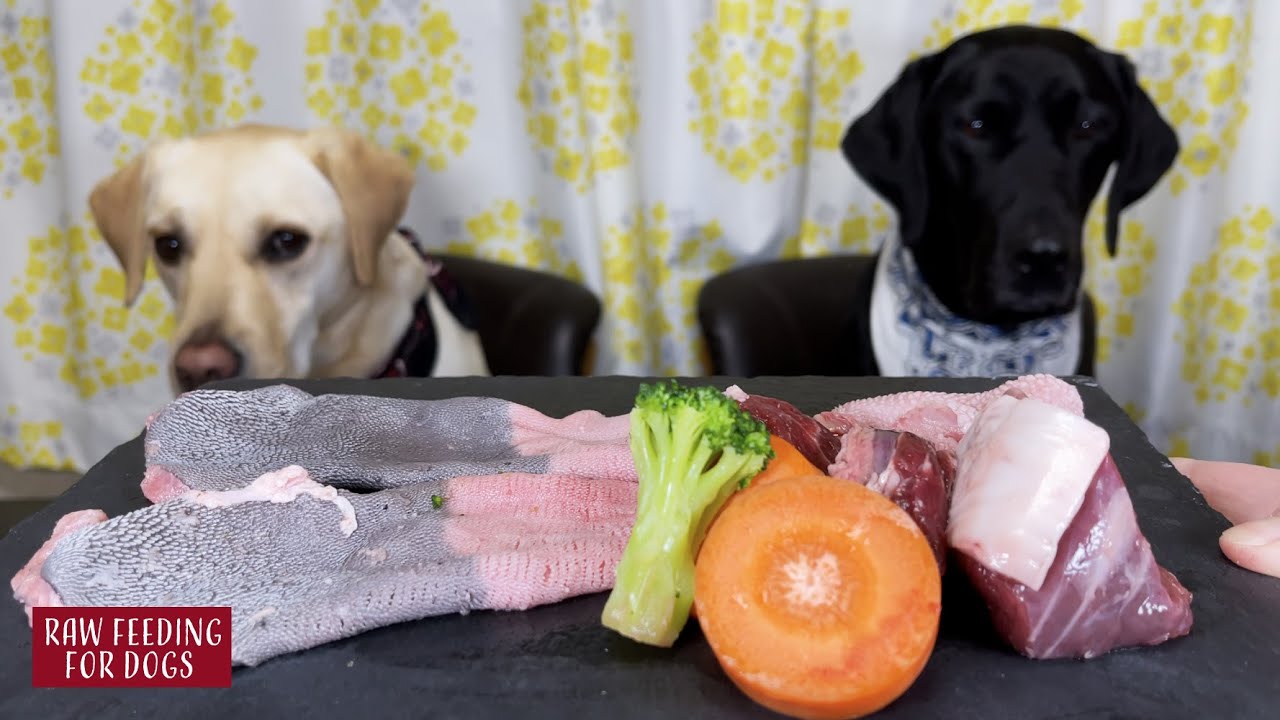 【ASMR】 Dogs eating Raw Meats