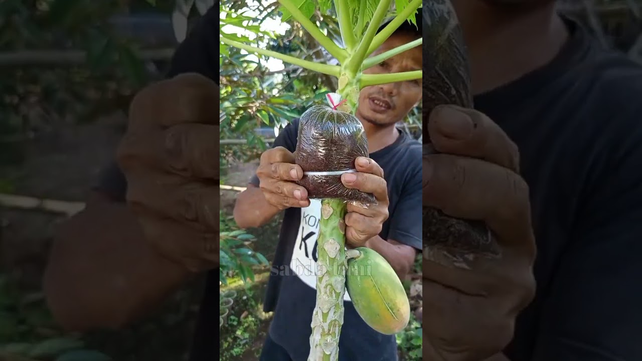 Cara mencangkok pohon pepaya
