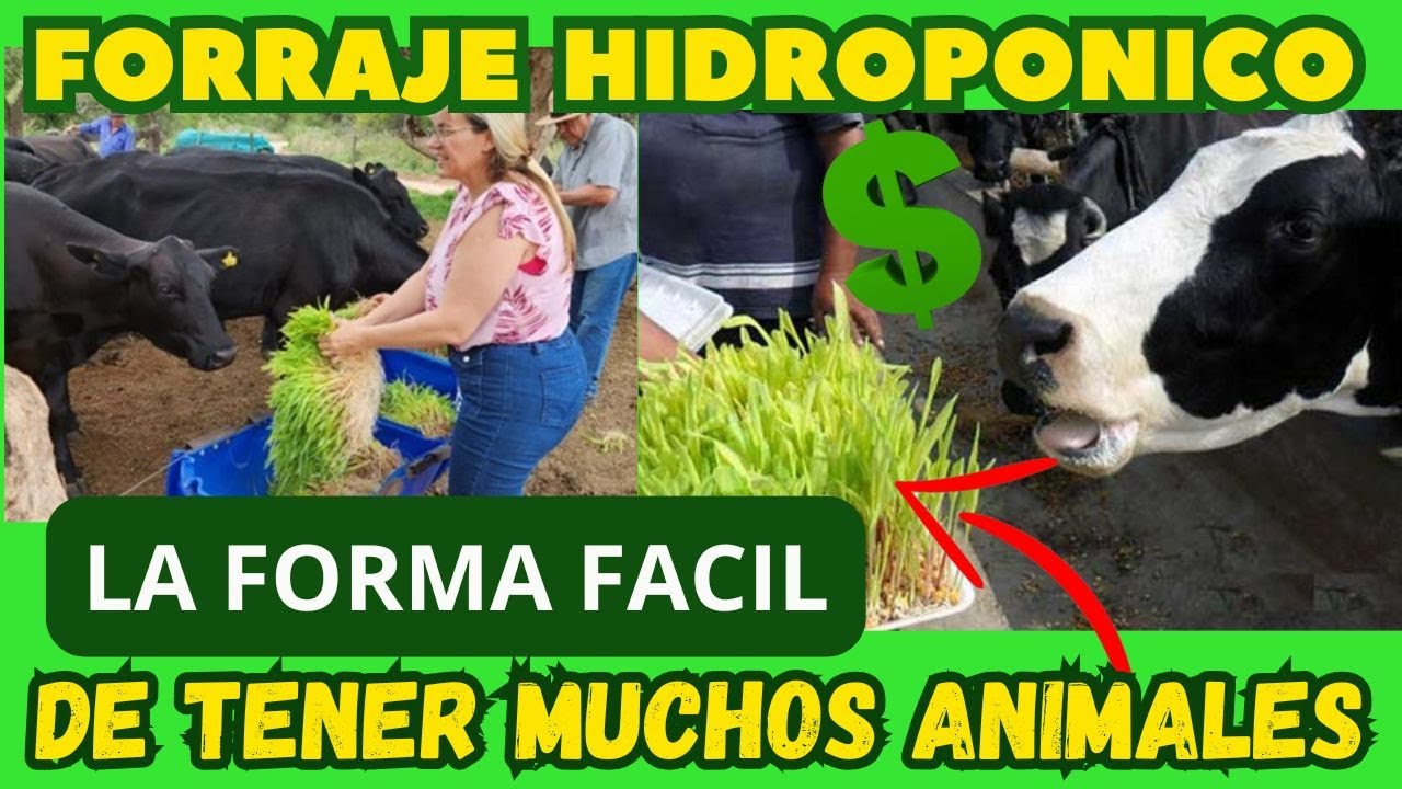 FORRAJE HIDROPONICO; La forma de tener muchos animales en una sola hectáreas.