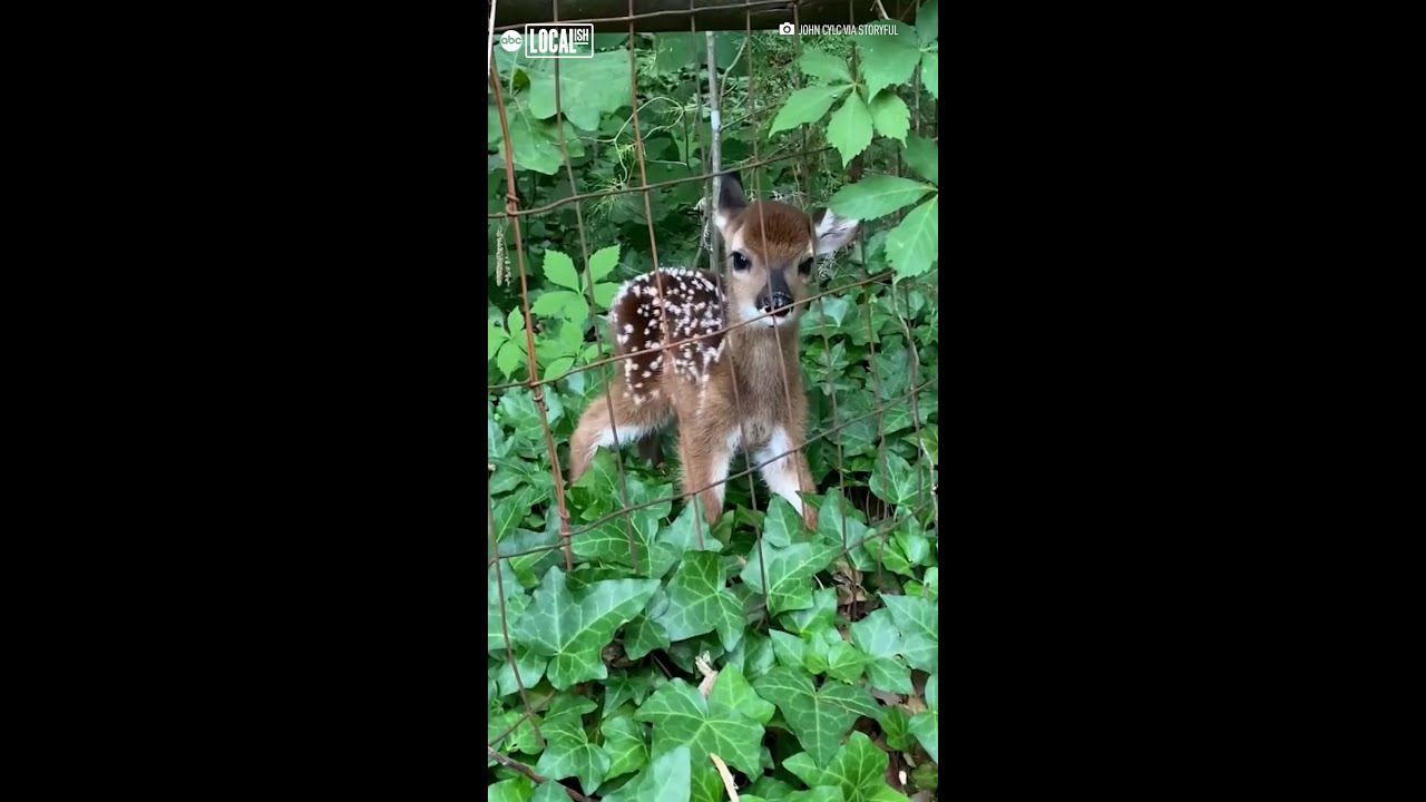 Fawn rescued from fence