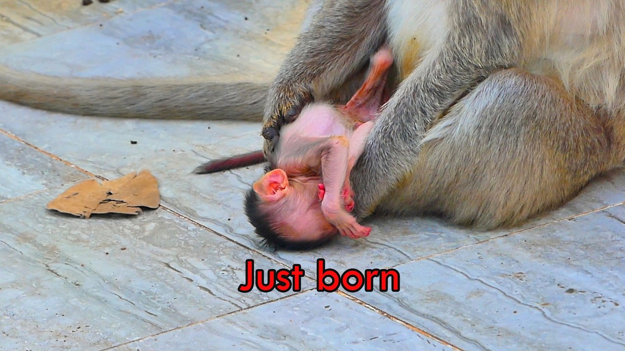 Due to lack of milk, Just born baby gets unable to hold on mama monkey Emila tightly