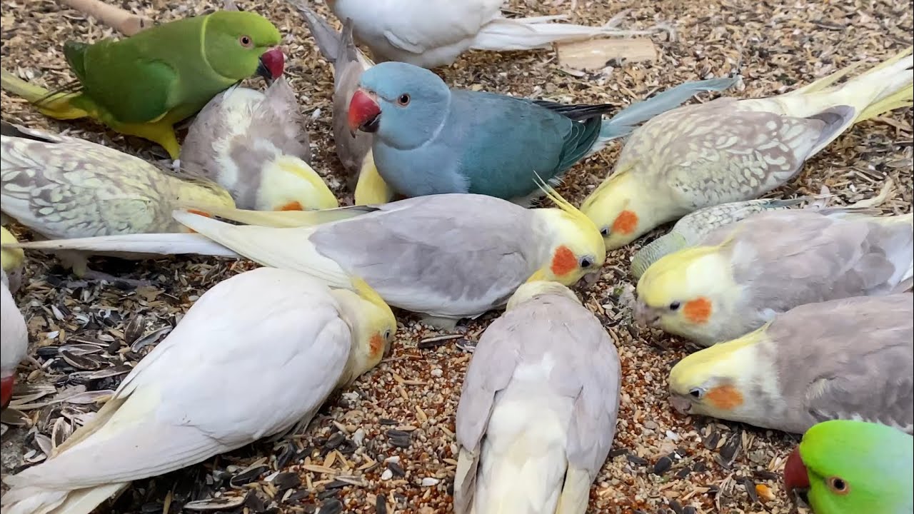 Australian cocktail and Indian parakeets enjoying meal #asmr (Episode-7)