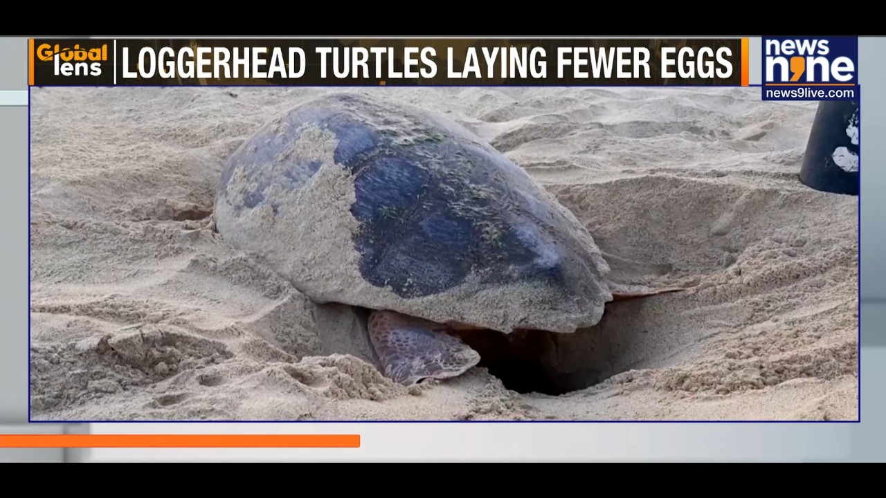 Loggerhead Sea Turtles Nest Earlier In Cape Verde As Atlantic Waters Warm, Study Finds