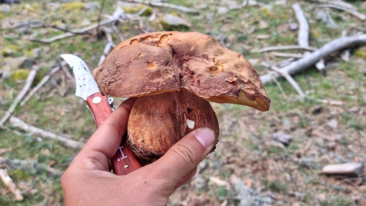 Boletus Pinicola Junio . Boletus Gigante al final!