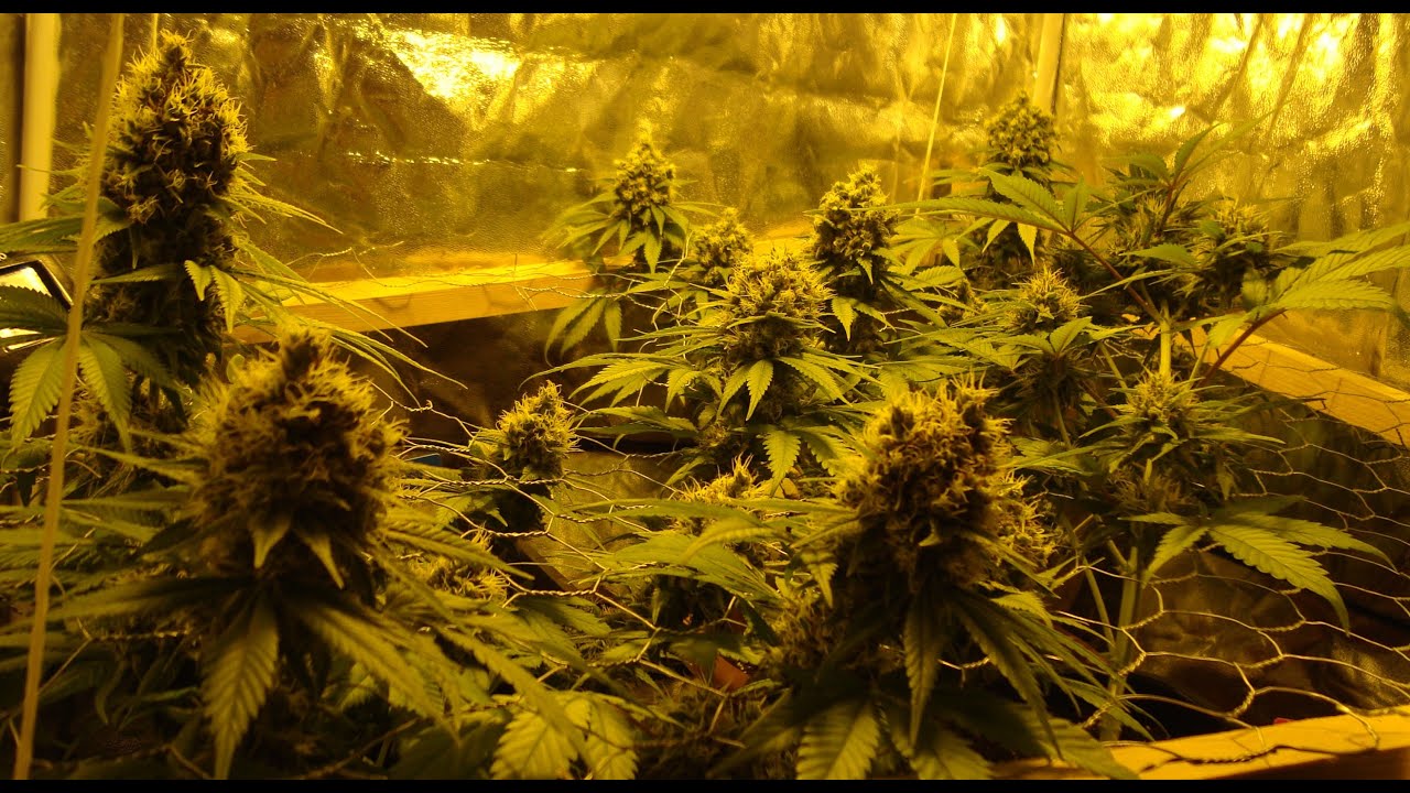 Indoor Chocolope F+60
