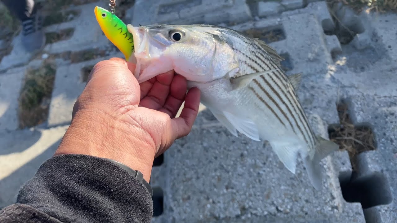 Striped bass fishing in the San Francisco Bay Area. Summer fishing for striped bass/halibut fishing.