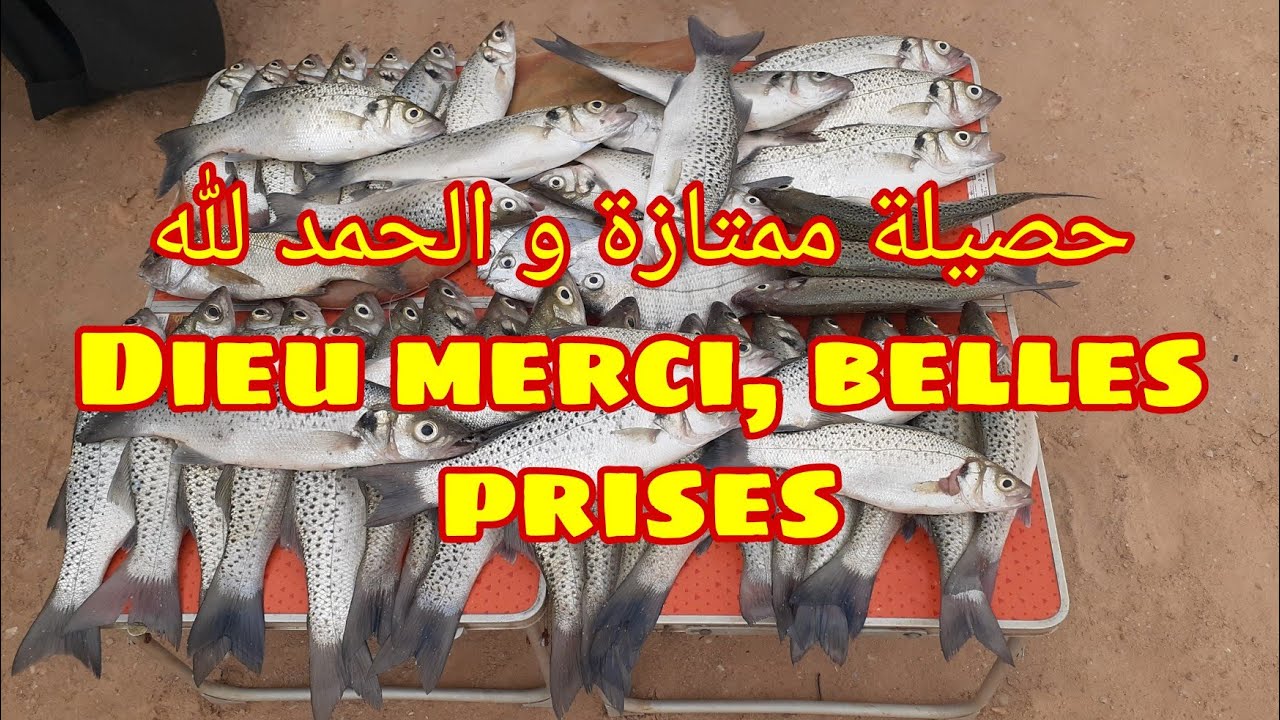 Avec Guide de Pêche Barbas @ Barbas et Blayet Doukkali بارباص بلاية الدكالي حصيلة ممتازة اللهم بارك