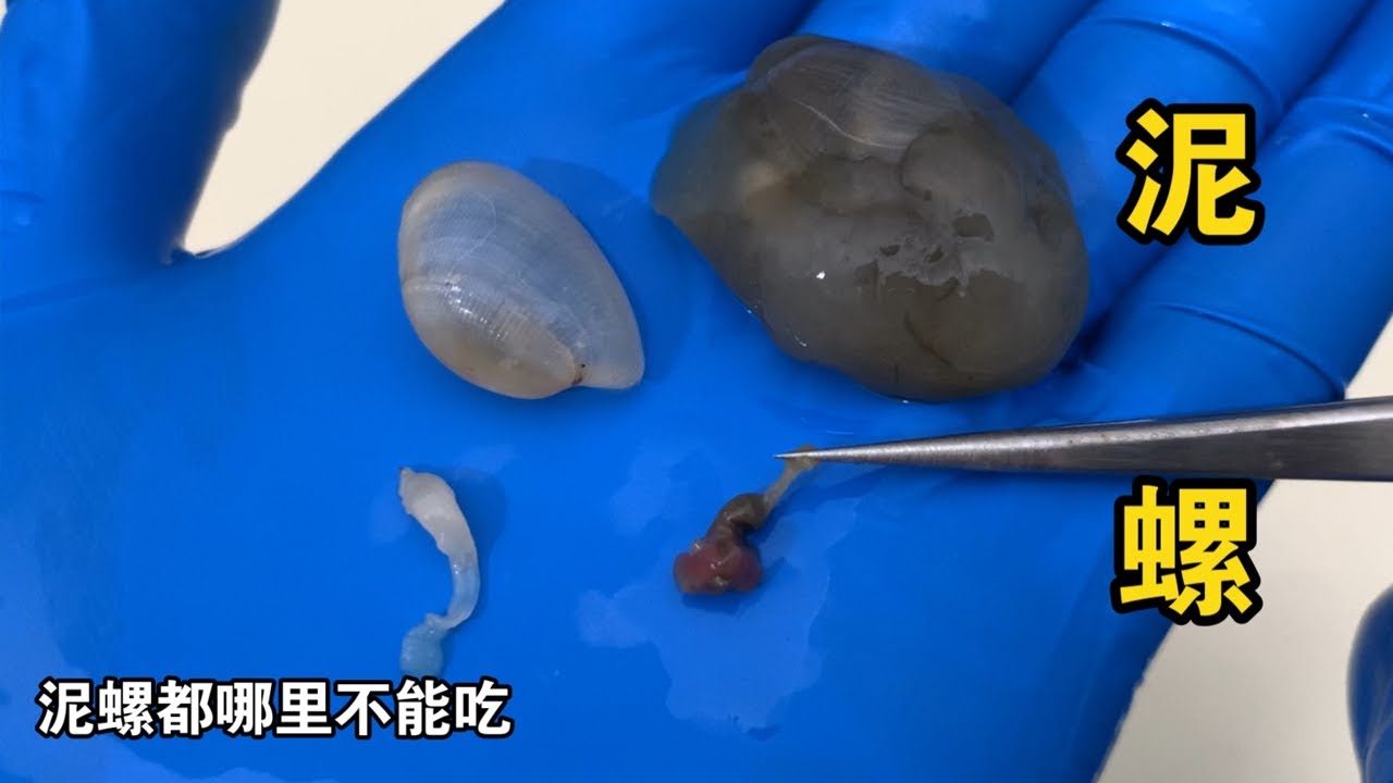 为什么泥螺洗净还是会爆一嘴沙？泥螺都哪里不能吃？老郭带你一探究竟【老郭美食】