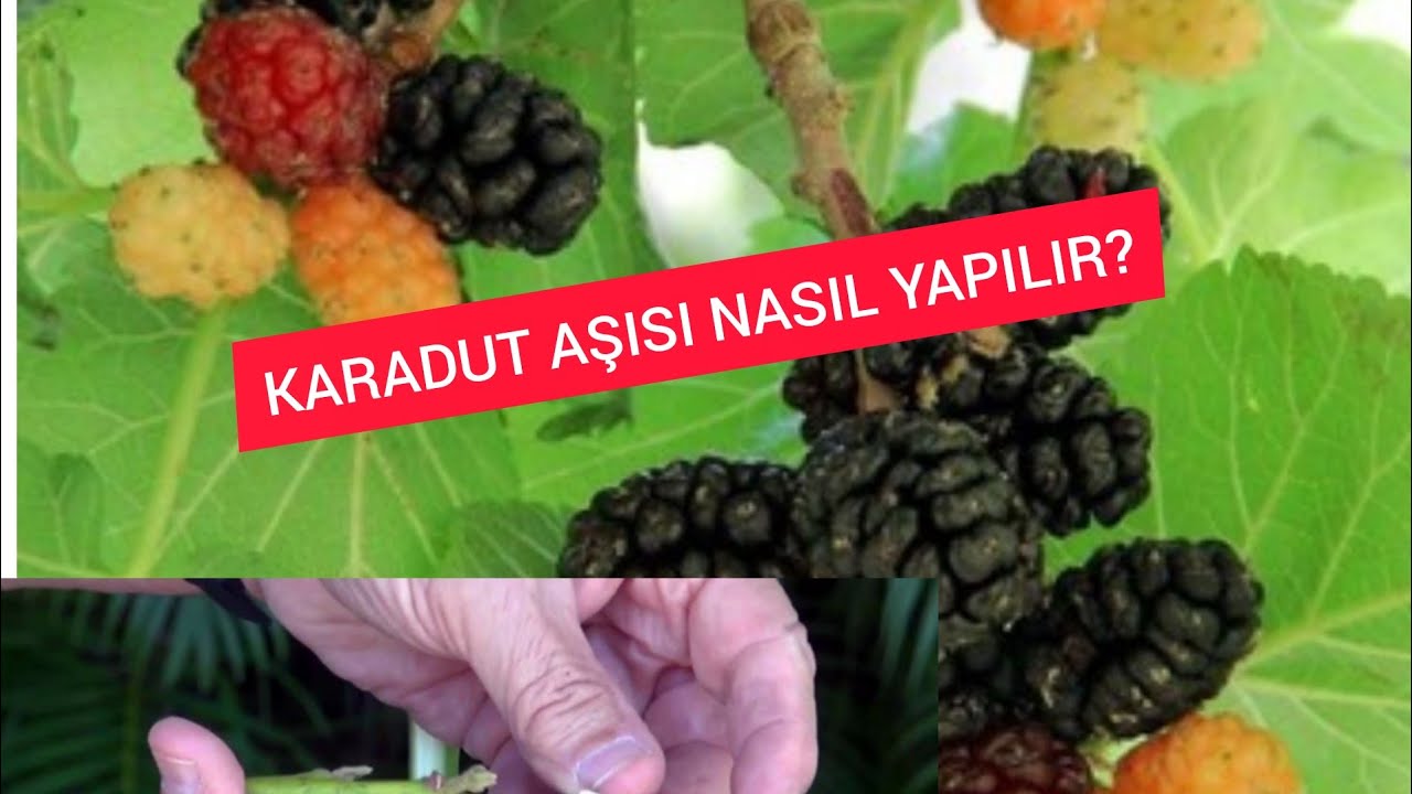 URMU DUT DİĞER ADI KARA DUT AŞISI