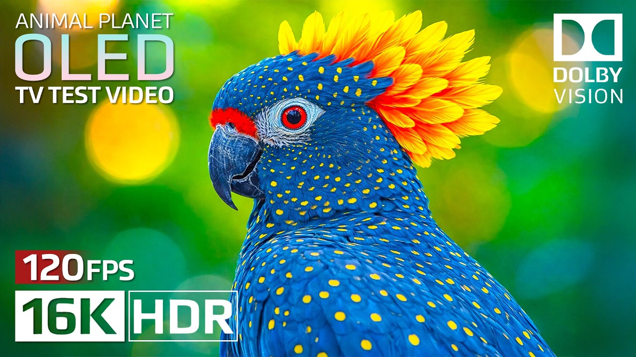 OLED TEST  Amazing Earth 🌏 Best of Dolby Vision 16K HDR 120fps