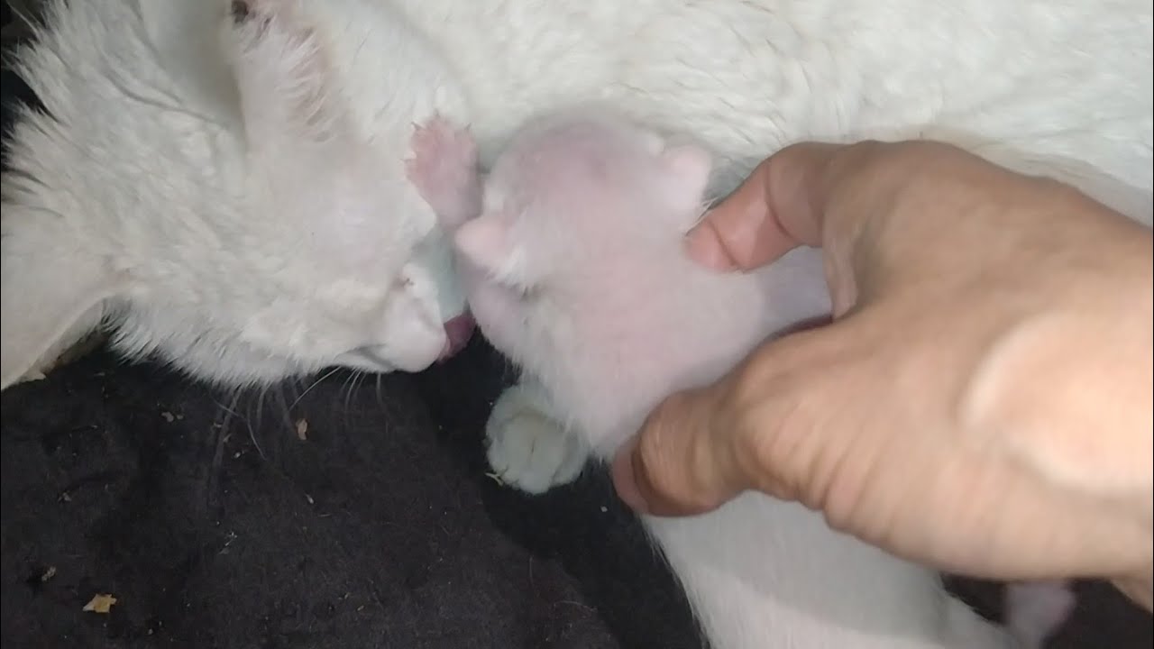 Big Moment! Feral Cat Allows Me to Pet Her Baby for the First Time 🐾