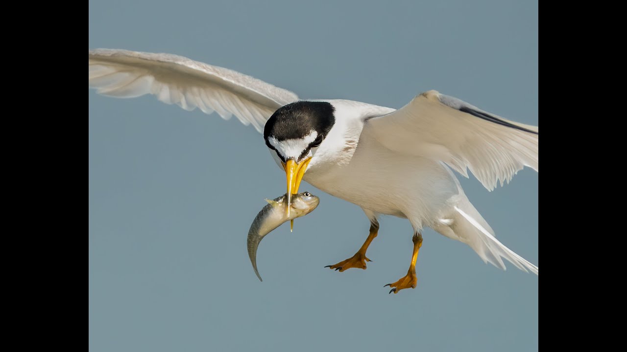 Sony A9 paired with the 200-600 captures incredible Tern action. This combo nails the fast action !!