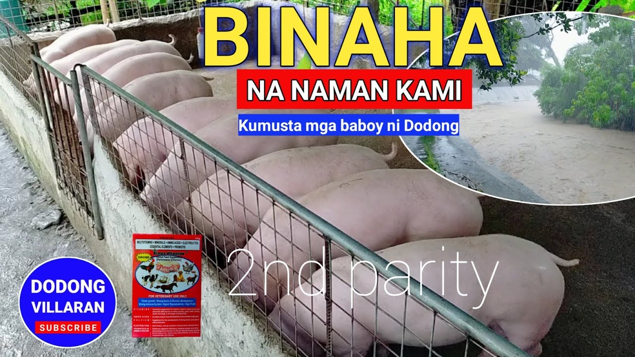 BINAHA NA NAMAN KAMI / KUMUSTA MGA BABOY NI DODONG / Dodong Villaran