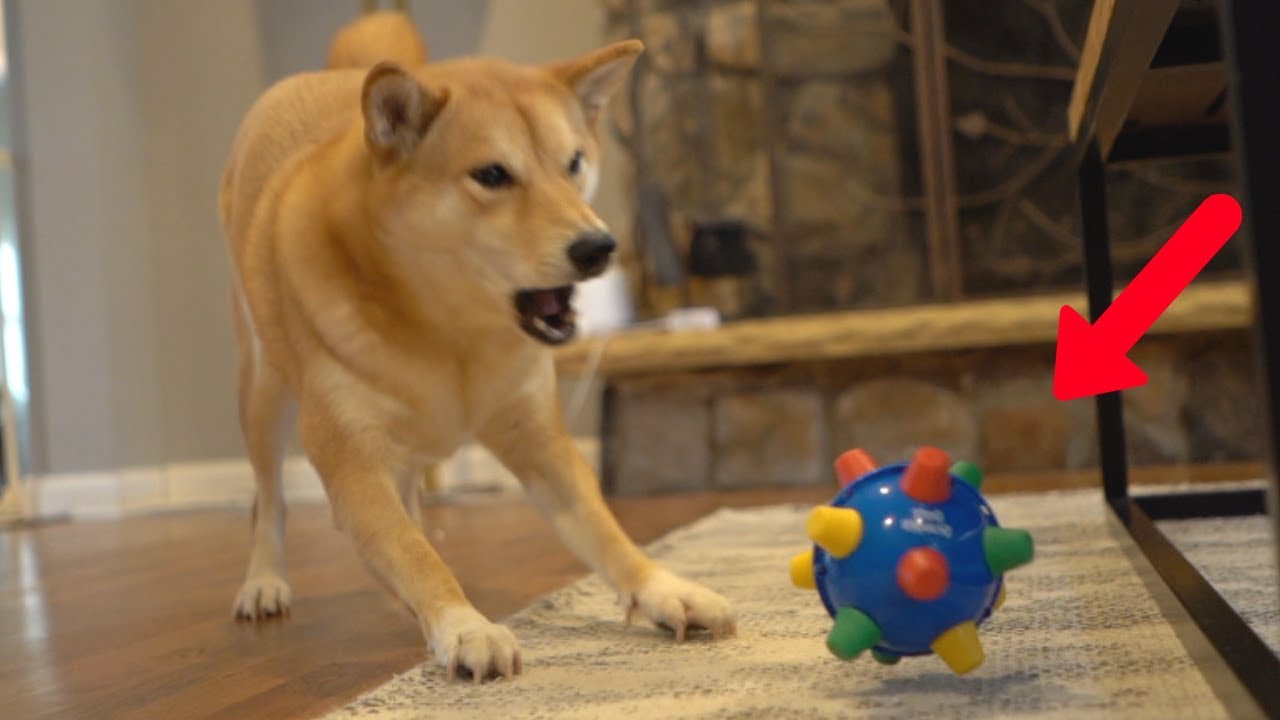 Dog Reacts to EXTREMELY Bouncy Ball.