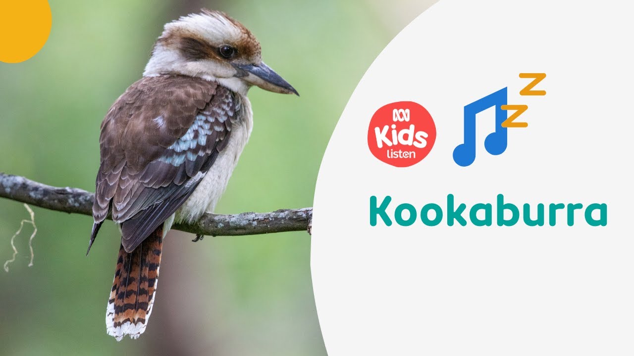 🎵 Kookaburra - Emily Wurramurra | Indigenous Lullabies | ABC Kids listen