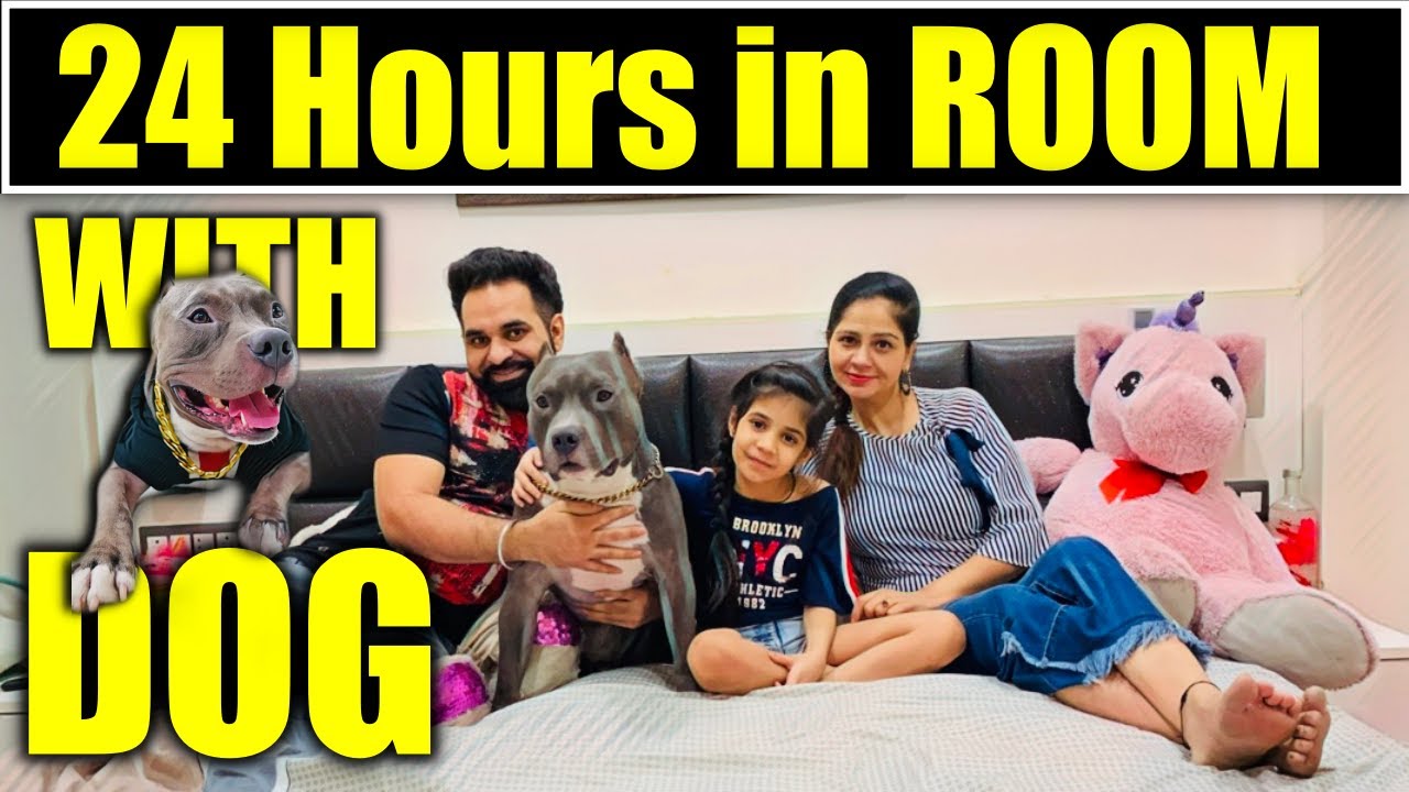 Challenge 24 Hours in Room with Our Dog American Bully | Family Video | Harpreet SDC