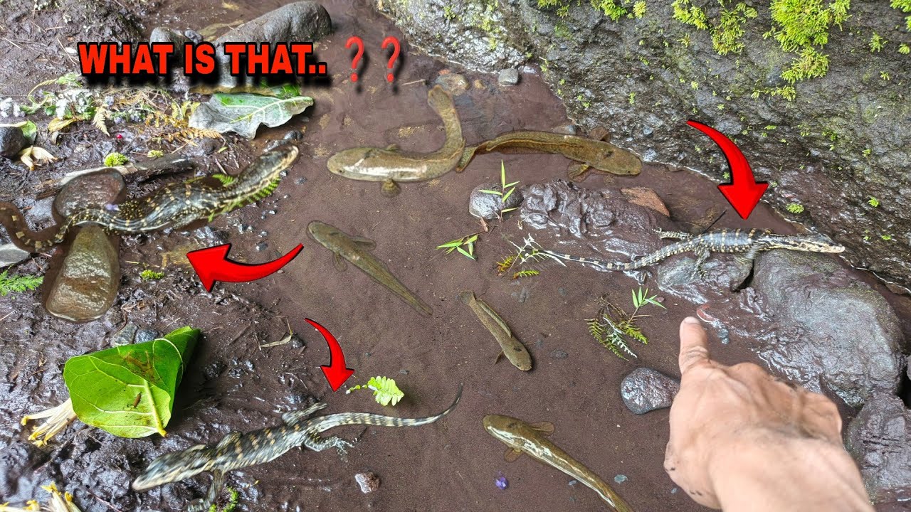 catching snakehead fish, catching snakehead fish for aquarium,