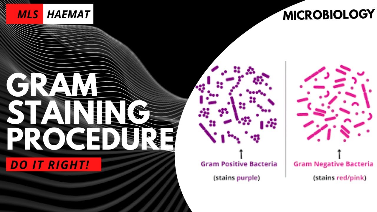 Gram Staining Procedure | Step-by-Step Guide for Medical and Lab Students
