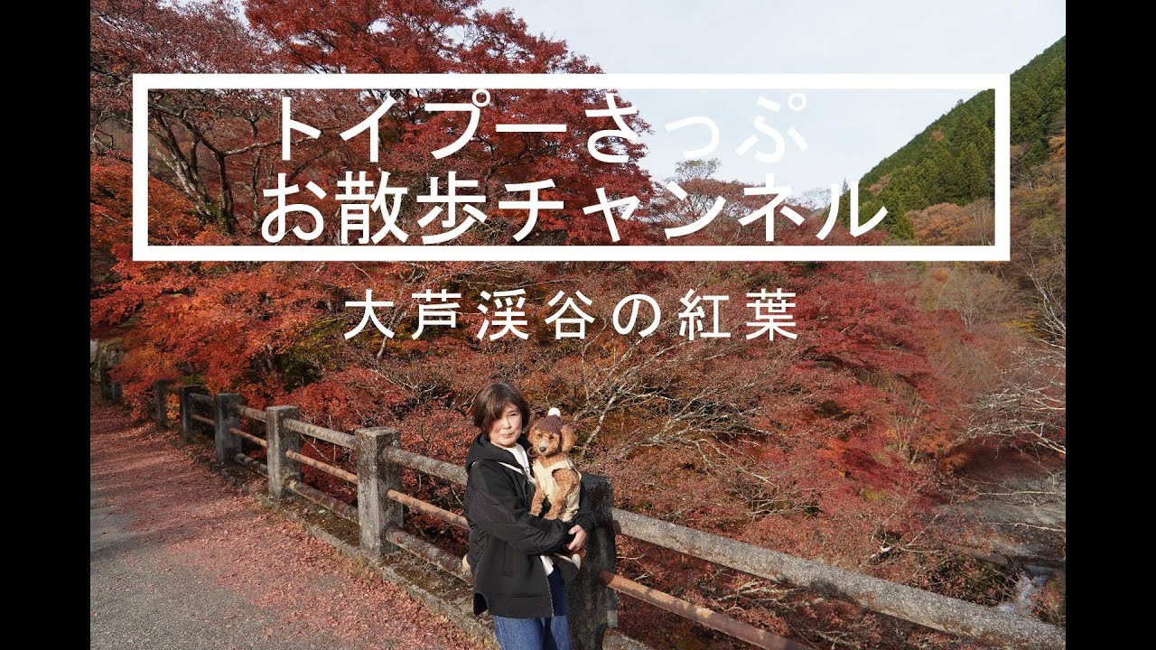(犬連れ)大芦渓谷の紅葉