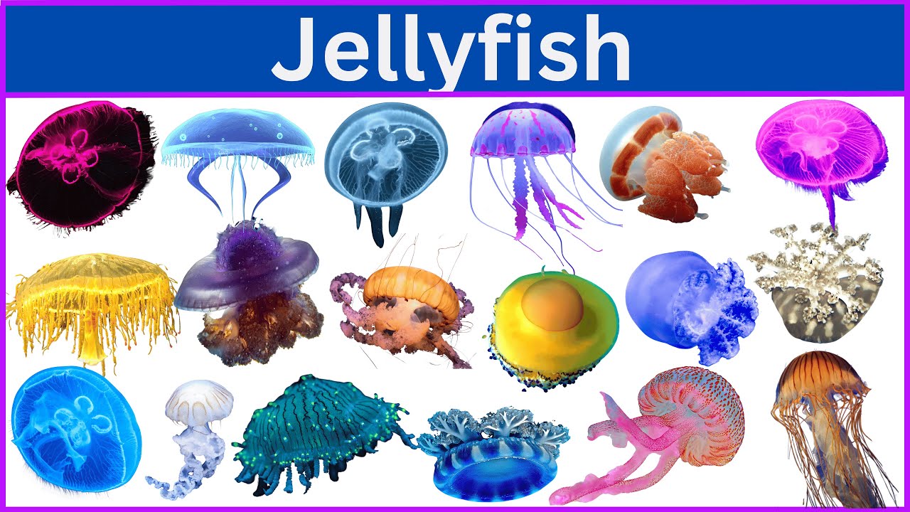 75 Cool Jellyfish You Never Knew Existed!
