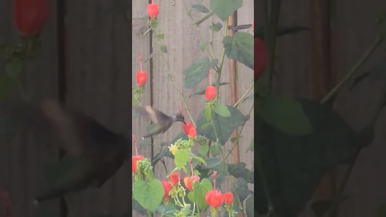 Female hummingbird feeding at a Turk's Cap. Fall #hummingbird #migration is starting! #shorts
