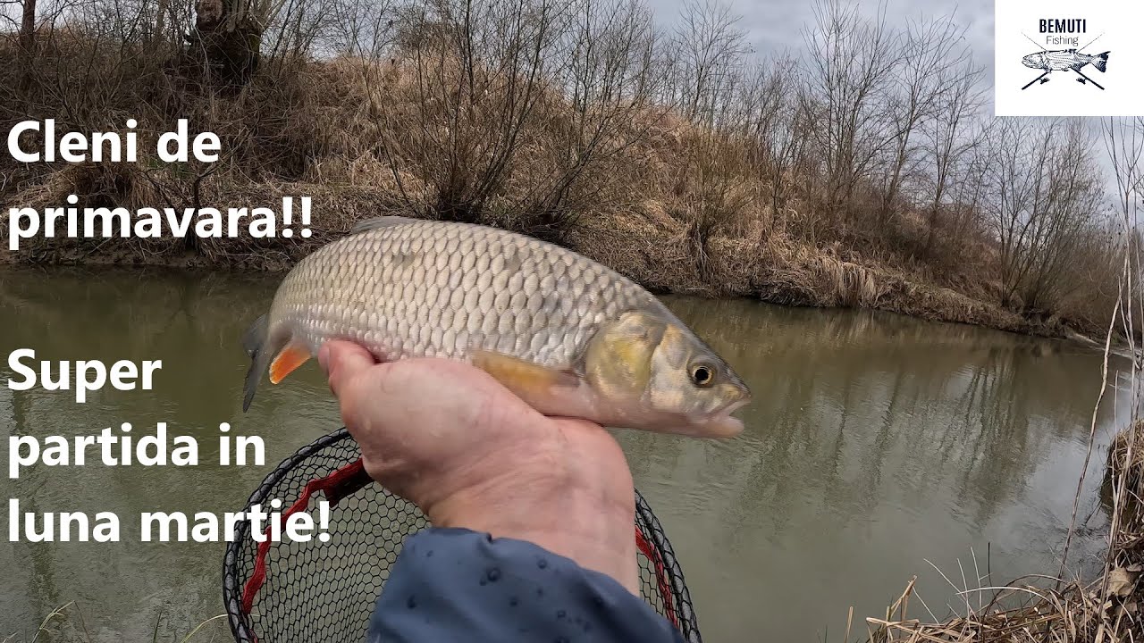 ☀️🎣 Cleni frumoși în martie! Mușcați de cormorani, plini cu paraziți. Pescuit în 2024! 🎣☀️