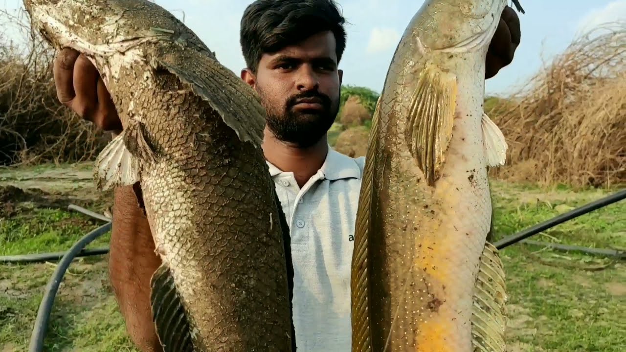 Back to Back 9 fish🎣giant snakehead fish catches murral fishing #mdkhaju