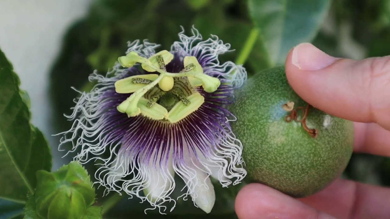 Hand Pollinating Passion Fruit Flowers
