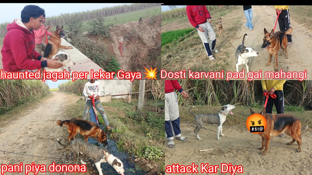 Nahar ke pass Lekar Gaya dogs ko 😨Khet Mein nilgai Mil Gai Sandy ki grip lagvayi