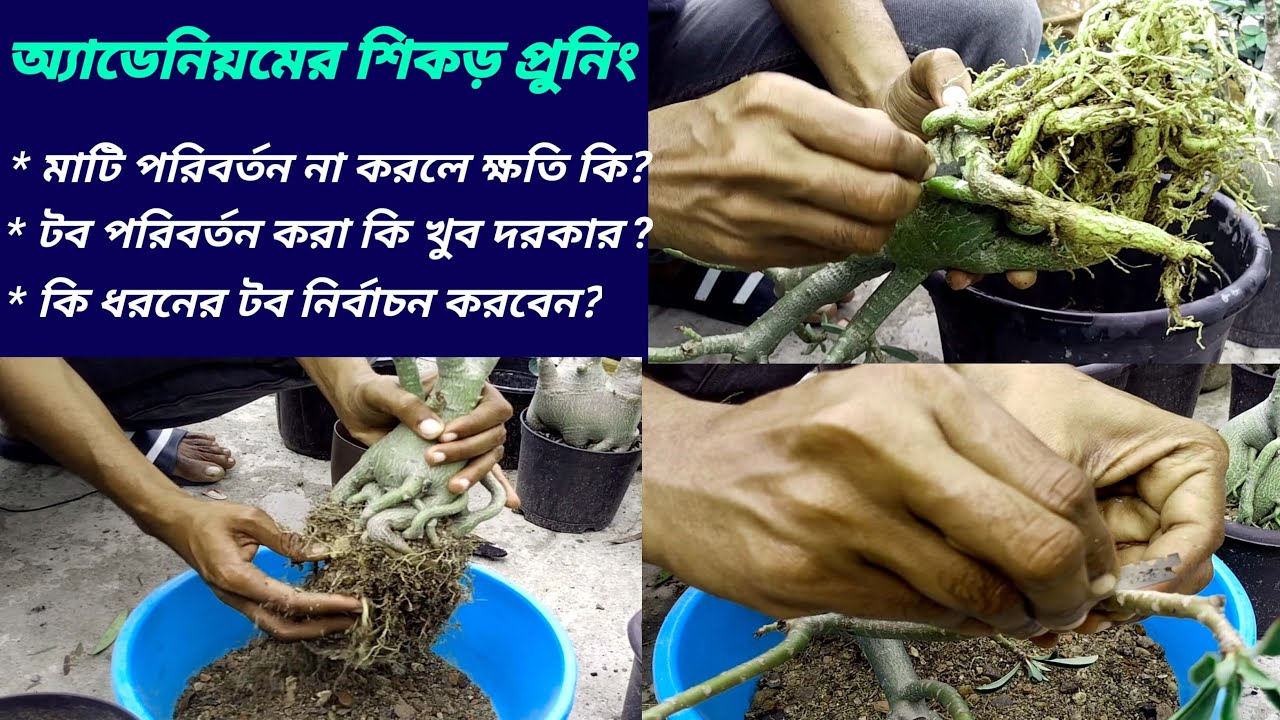 Easy Way Adenium Root Pruning | How To Prune Adenium Plant