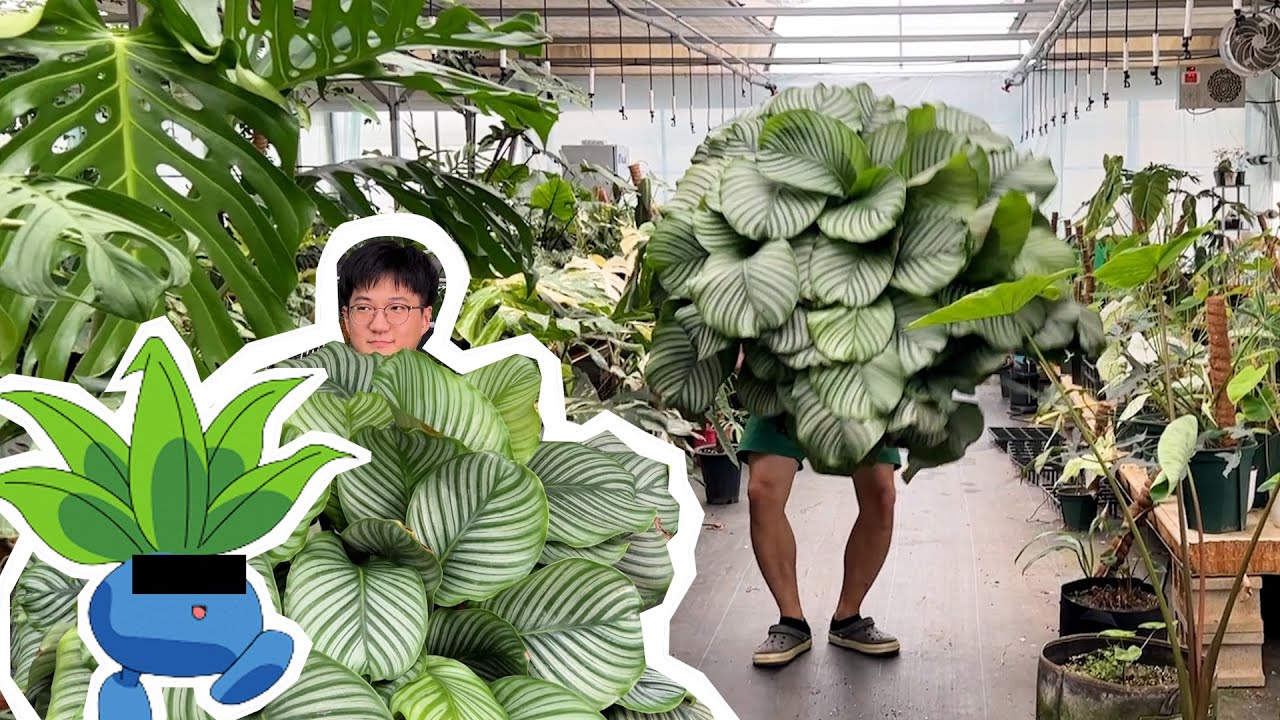 가든킹은 화분을 찢어🐻 대형 화분 분갈이