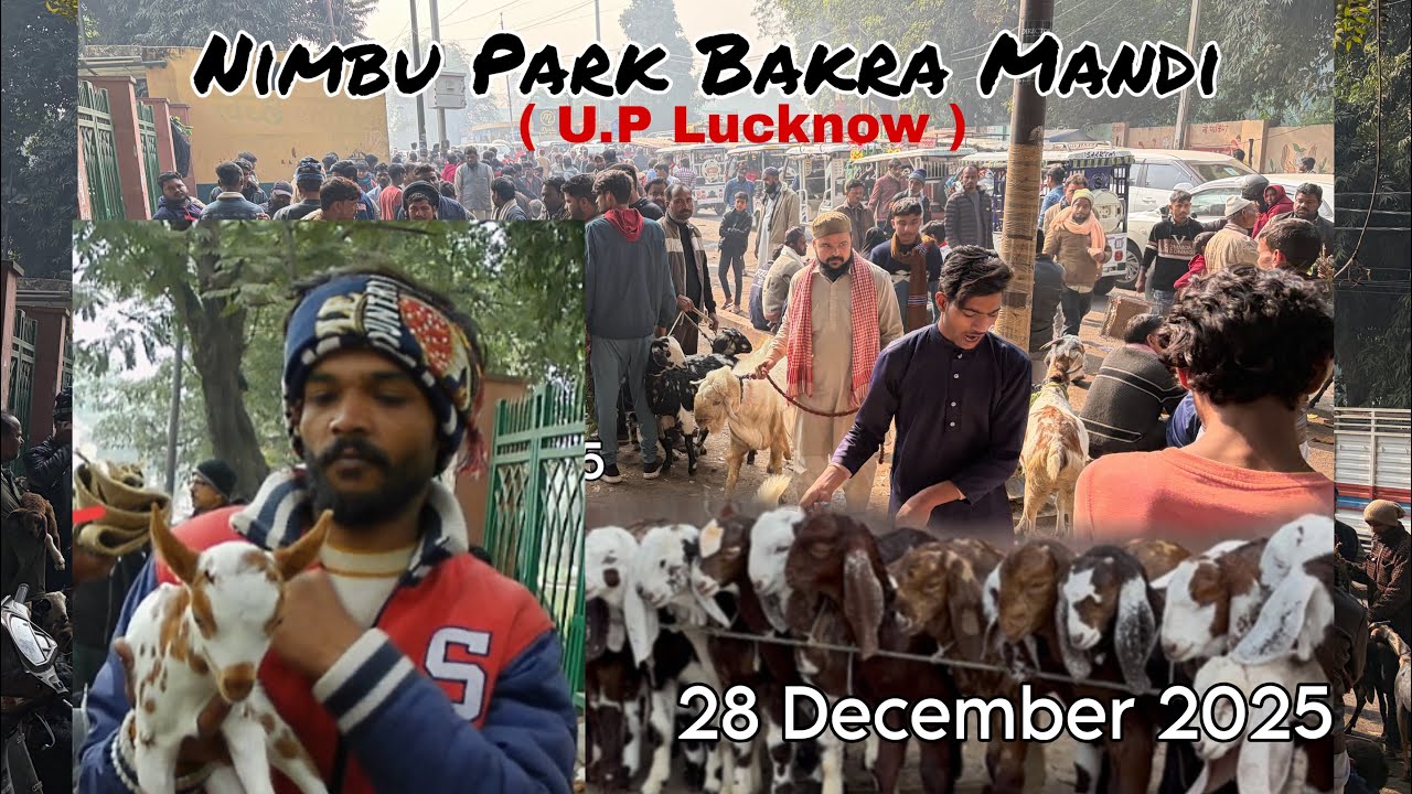 28/12/2025 , Sunday Nimbu Park Bakra Mandi Update | रविवार नींबू पार्क लखनऊ बकरा मंडी 2025 Update