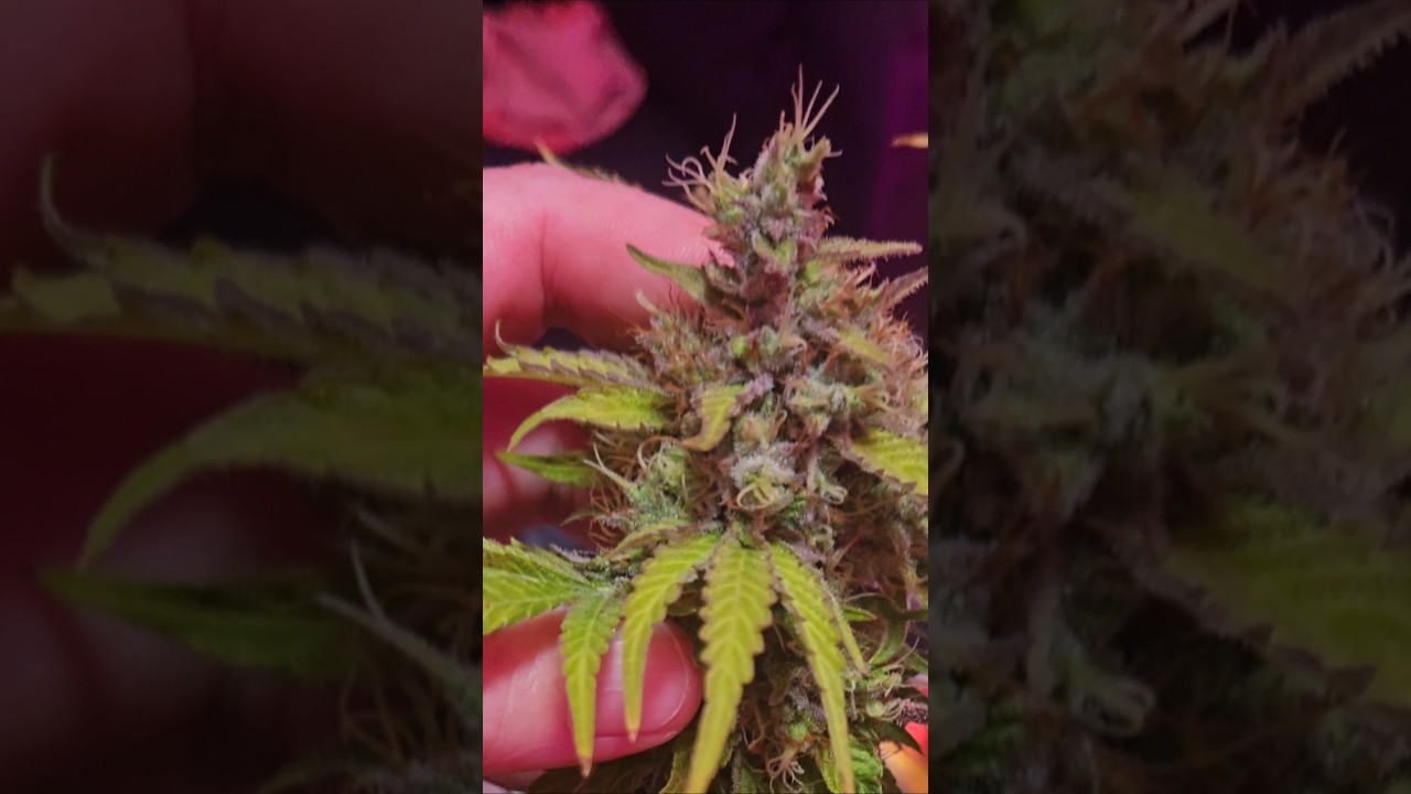 Harvest day for Bruce Banner fast version from Canuk Seeds.