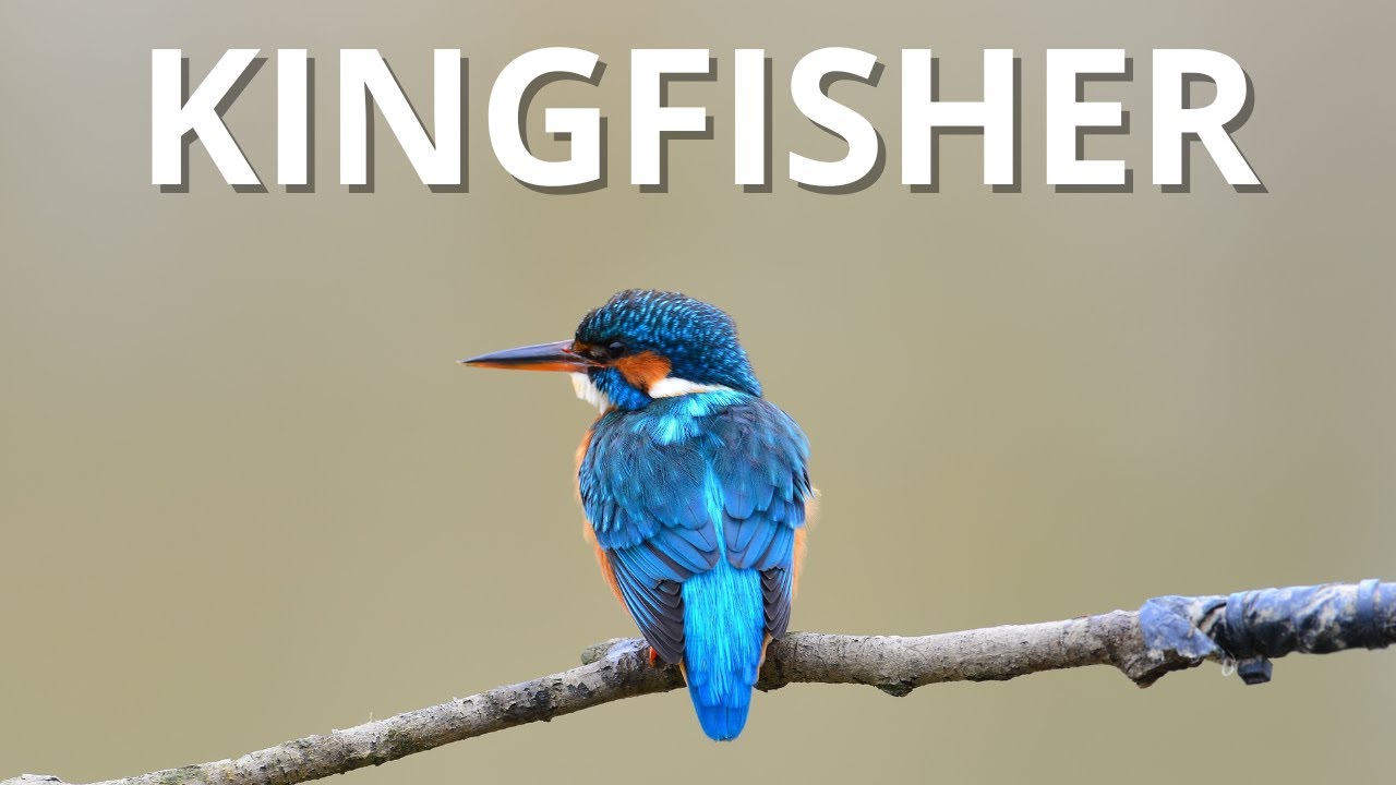 Kingfisher &ndash; Danish Birds in 3 Minutes | Vilde Danmark