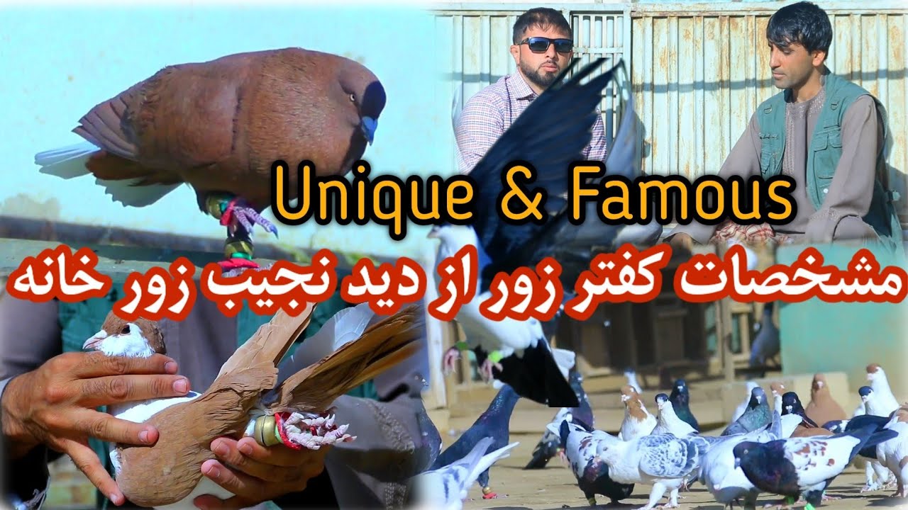 مشخصات کفتر زور برای نسل گیری از دید نجیب زورخانه | Unique amazing pigeon farm Kabul | Wazha Maiha