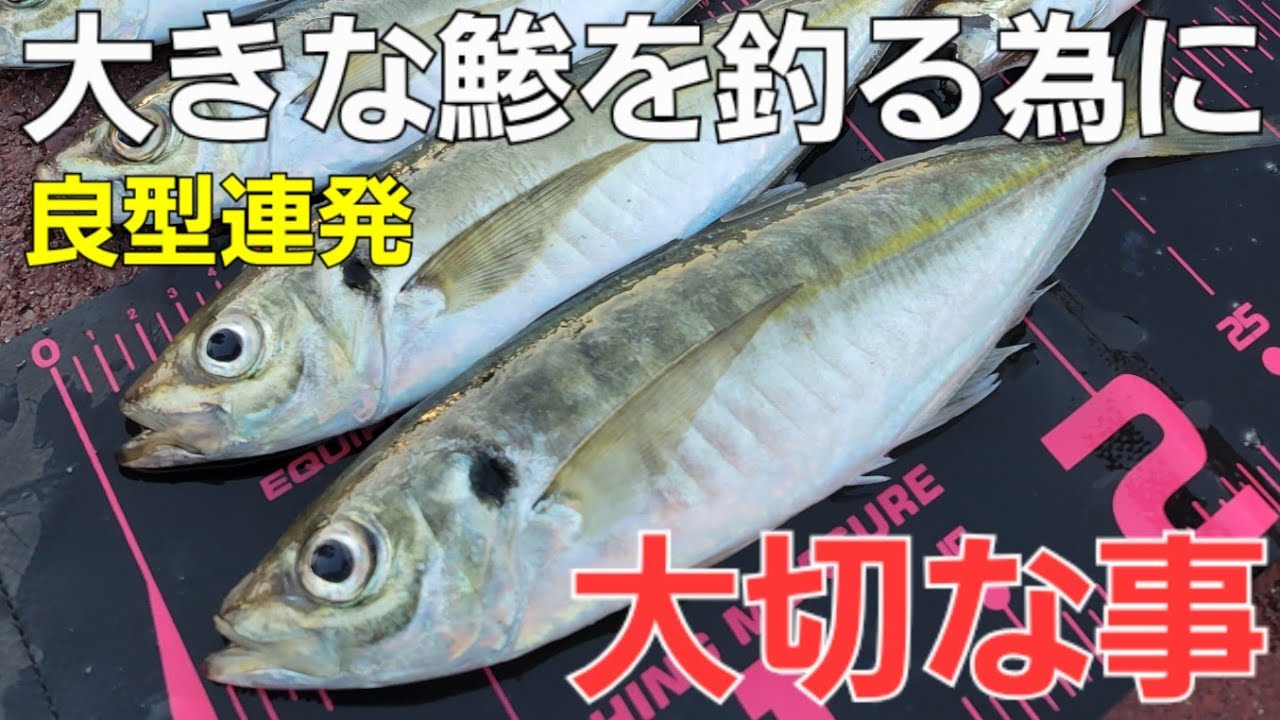 【アジング】海水温低下で激萎えも鯵が居るなら。釣果を出す為にここは意識して見ました