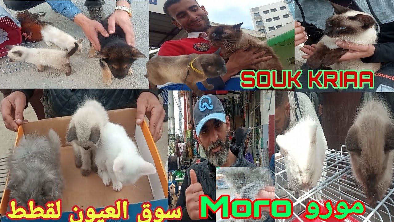 قطط سيامي سوق العيون القريعة/ قطط سيامو/انغورا/شانشيلا/ شيرازي/ اجمل مشاش سلالات منزلية🐈♥️